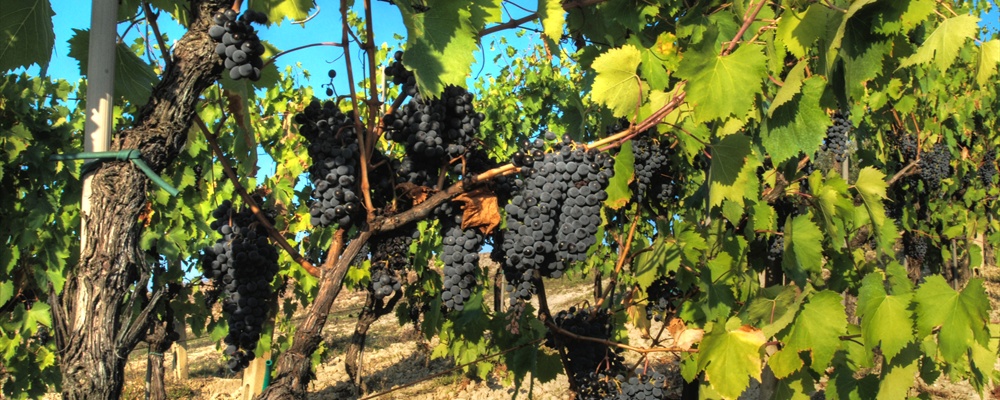 La vigna di sangiovese